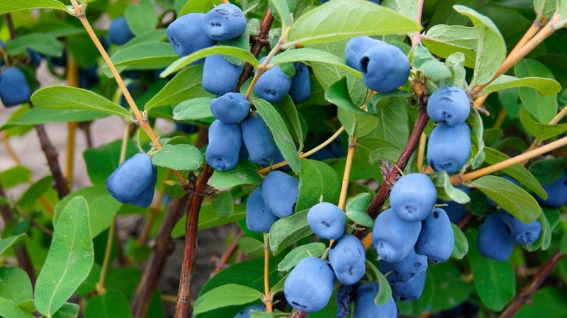 Was tun, wenn Geißblatt im Garten austrocknet und warum?