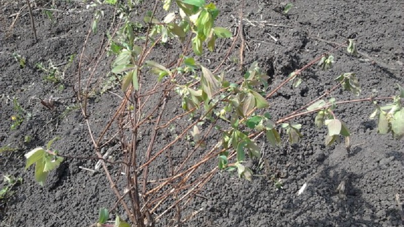 Was tun, wenn Geißblatt im Garten austrocknet und warum?