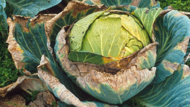 Was tun, wenn Kohl am Rebstock verrottet?