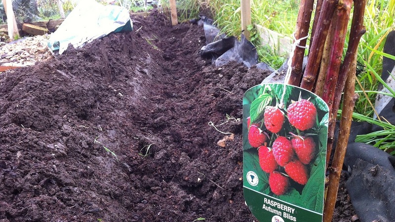 Anleitung zum richtigen Anpflanzen von Himbeeren im Sommer für Gärtneranfänger