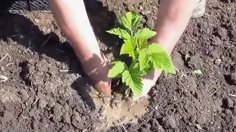 Anleitung zum richtigen Anpflanzen von Himbeeren im Sommer für Gärtneranfänger