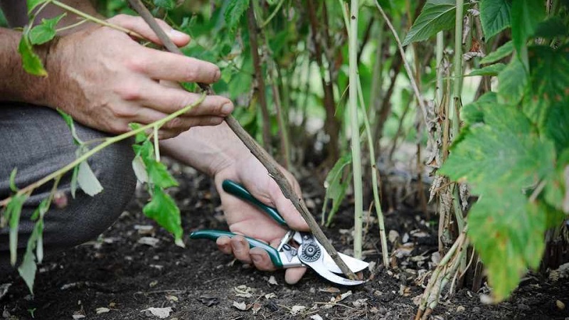 Wie und wann man Himbeeren im Sommer nach der Fruchtbildung beschneidet: Anleitung für Gärtneranfänger