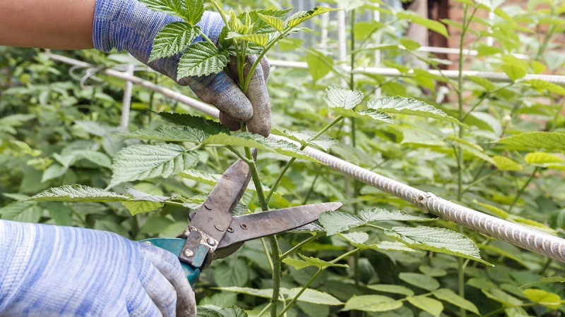 Wie und wann man Himbeeren im Sommer nach der Fruchtbildung beschneidet: Anleitung für Gärtneranfänger