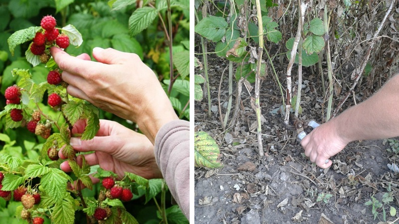 Wie und wann man Himbeeren im Sommer nach der Fruchtbildung beschneidet: Anleitung für Gärtneranfänger