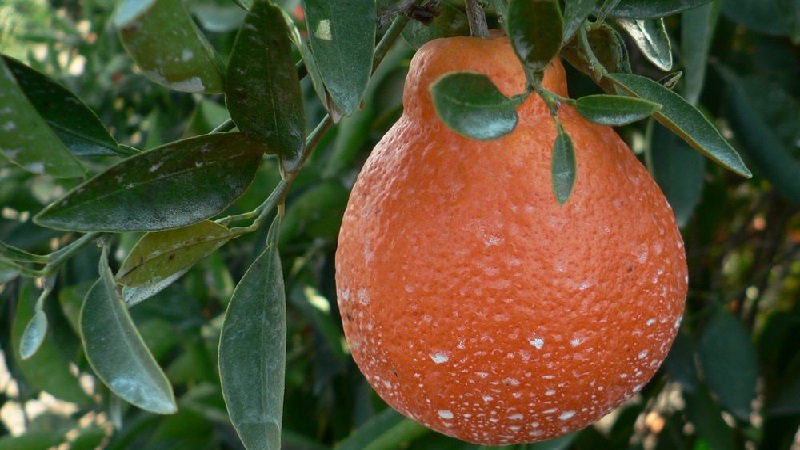 Wie heißt die Mischung aus Orange und Mandarine und welche anderen Zitrushybriden gibt es?