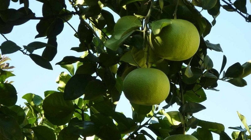 Wie heißt die Mischung aus Orange und Mandarine und welche anderen Zitrushybriden gibt es?