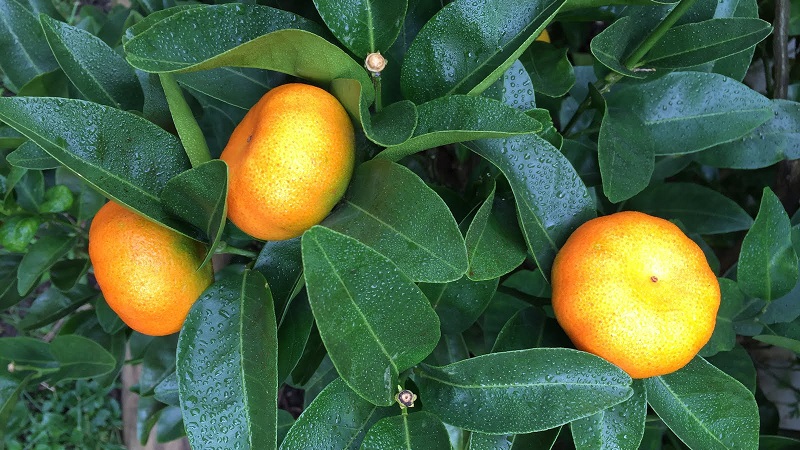 Wie heißt die Mischung aus Orange und Mandarine und welche anderen Zitrushybriden gibt es?