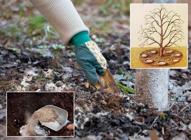 Den Garten richtig düngen: Wie man im Juli einen Apfelbaum für eine gute Ernte füttert