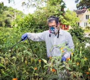 Anleitung zur Verarbeitung von Himbeeren im Sommer gegen Krankheiten und Schädlinge