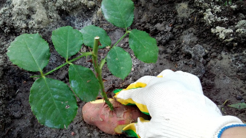 So schneiden Sie Rosen im Sommer im Juli richtig: Schritt für Schritt Anleitung