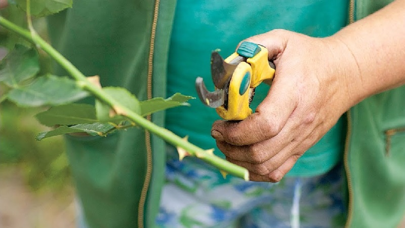 So schneiden Sie Rosen im Sommer im Juli richtig: Schritt für Schritt Anleitung