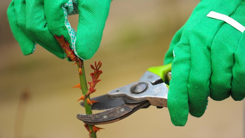 So schneiden Sie Rosen im Sommer im Juli richtig: Schritt für Schritt Anleitung