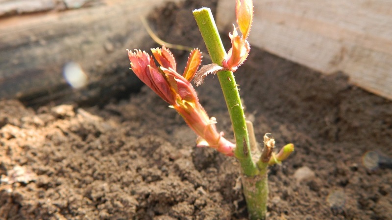 So schneiden Sie Rosen im Sommer im Juli richtig: Schritt für Schritt Anleitung