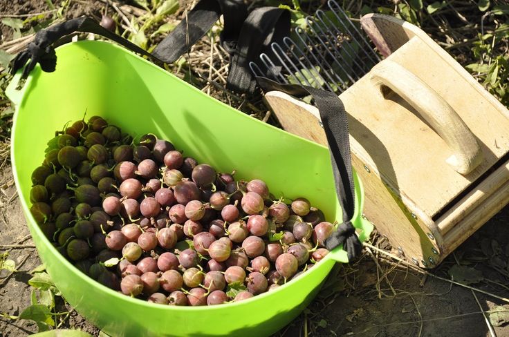 Wenn Stachelbeeren in der Region Moskau reifen und wie man die Reife von Beeren bestimmt