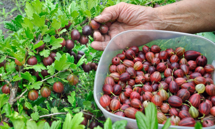 Wenn Stachelbeeren in der Region Moskau reifen und wie man die Reife von Beeren bestimmt