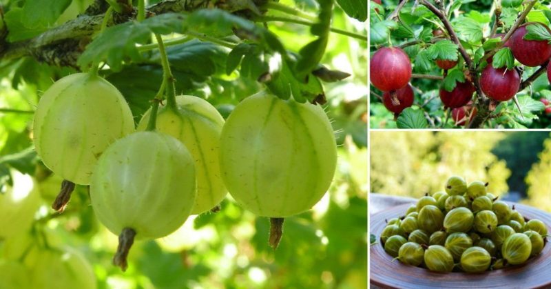 Wenn Stachelbeeren in der Region Moskau reifen und wie man die Reife von Beeren bestimmt