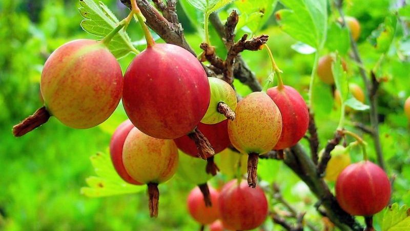 Wenn Stachelbeeren in der Region Moskau reifen und wie man die Reife von Beeren bestimmt