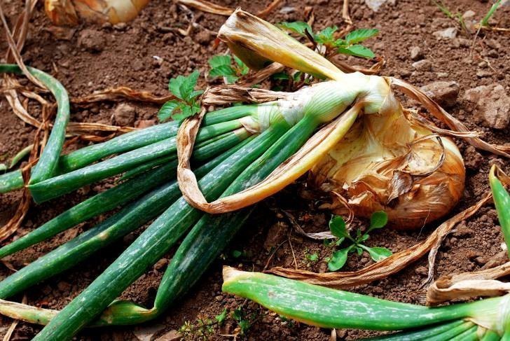 Was tun, wenn die Zwiebel im Garten verrottet und warum es passiert?