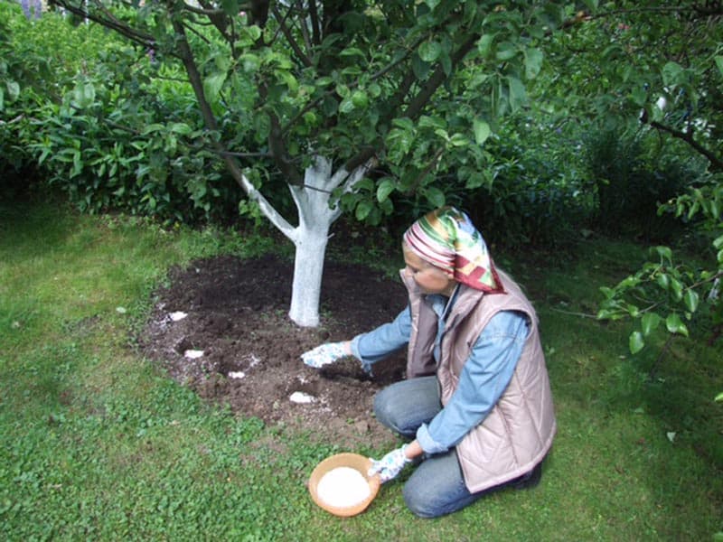 Den Garten richtig düngen: Wie man im Juli einen Apfelbaum für eine gute Ernte füttert