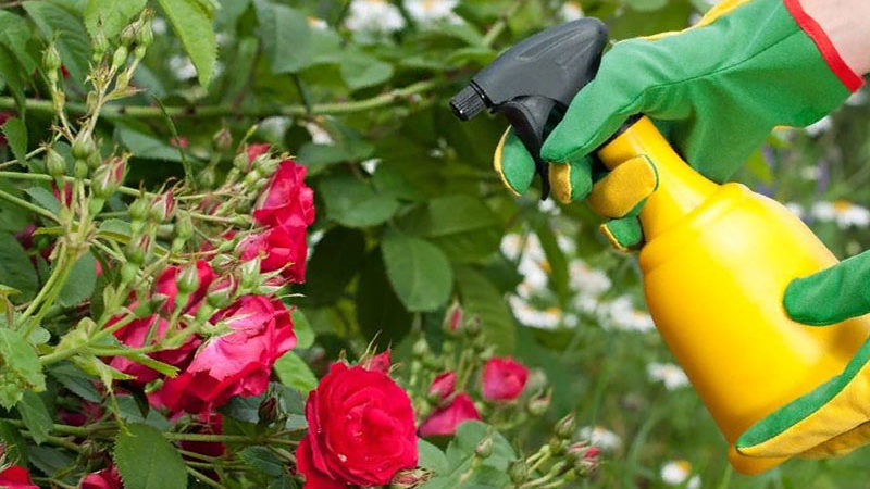 Wie und was man Rosen im Juli für üppige Blüte füttert