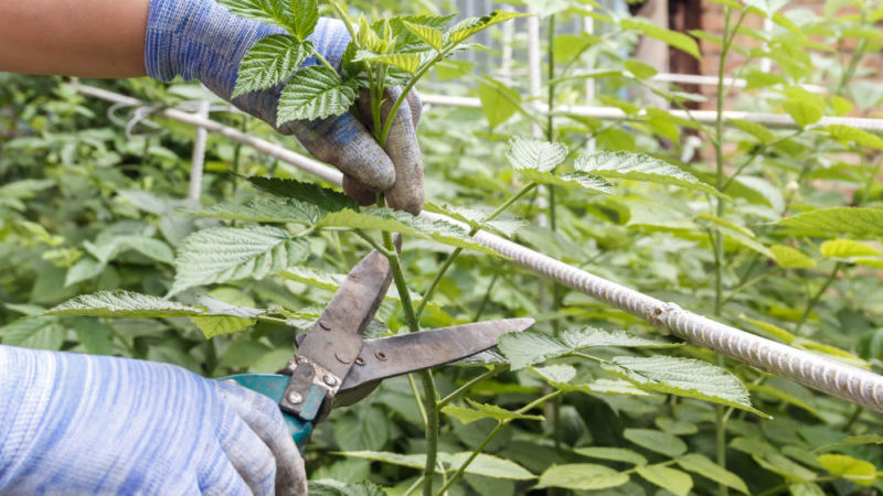 Wie man Himbeeren im Sommer im Juli richtig beschneidet und warum man sie braucht