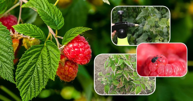 Anleitung zur Verarbeitung von Himbeeren im Sommer gegen Krankheiten und Schädlinge