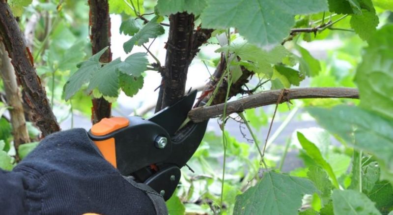 Wie man Johannisbeeren im Sommer richtig beschneidet und wofür es ist