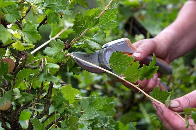 Wie man Johannisbeeren im Sommer richtig beschneidet und wofür es ist