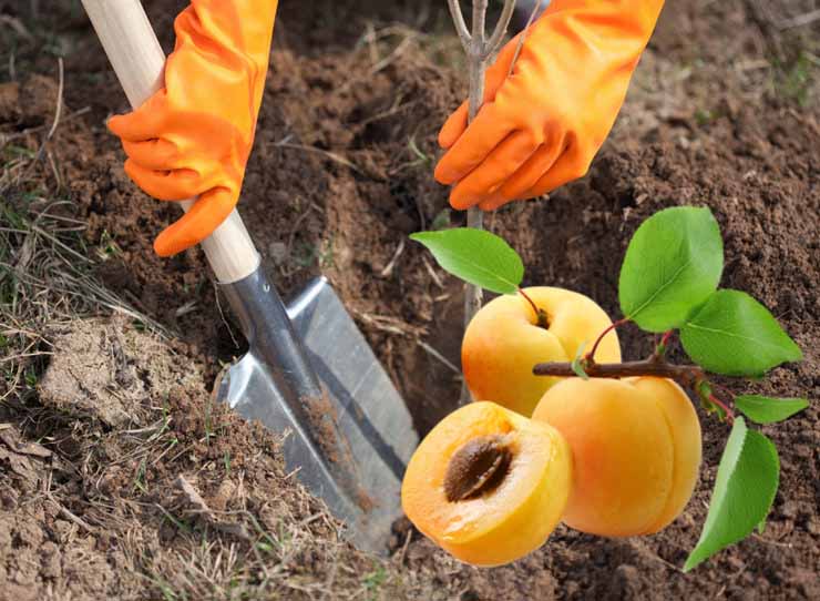 Schritt-für-Schritt-Anleitung zur Selbsttransplantation einer Aprikose im Sommer