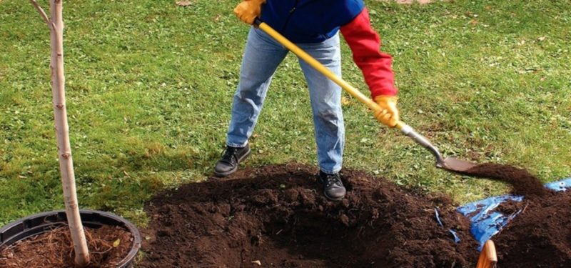 Schritt-für-Schritt-Anleitung zur Selbsttransplantation einer Aprikose im Sommer