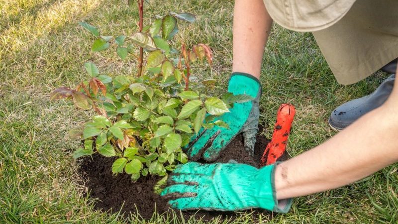 Finden Sie heraus, ob es möglich ist, Rosen im August neu zu pflanzen, und lernen Sie, es richtig zu machen