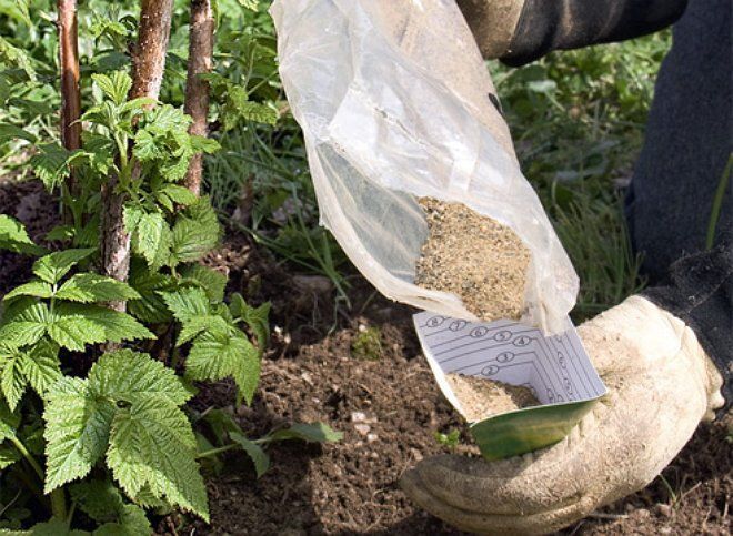 Wie und was man im Juli restliche Himbeeren füttert