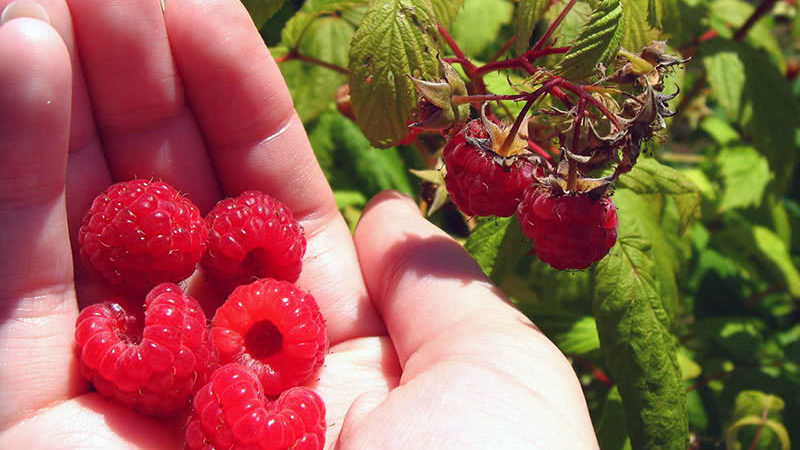 Wie und was man im Juli restliche Himbeeren füttert