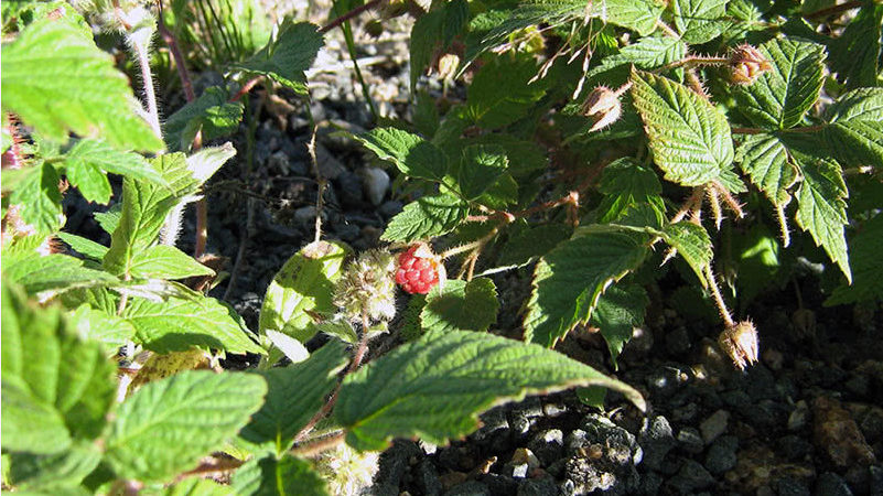 Wie und was man im Juli restliche Himbeeren füttert