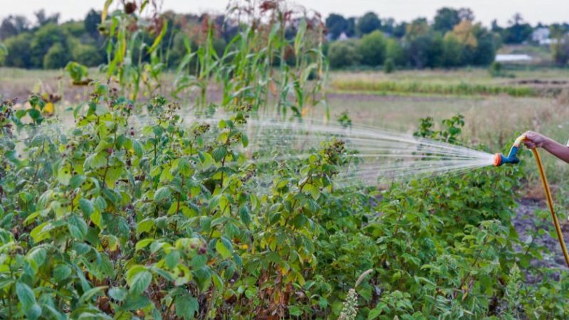 Wie man restliche Himbeeren im Sommer kneift und ist dieses Verfahren notwendig