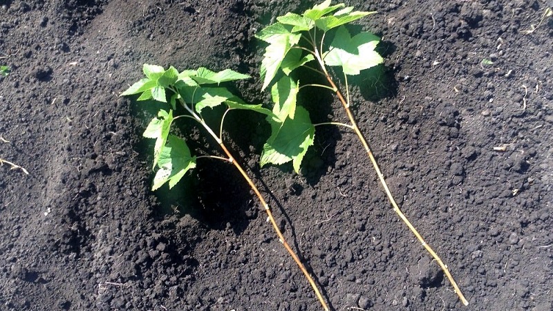 Schritt-für-Schritt-Anleitung zur Vermehrung von Johannisbeerstecklingen im Sommer