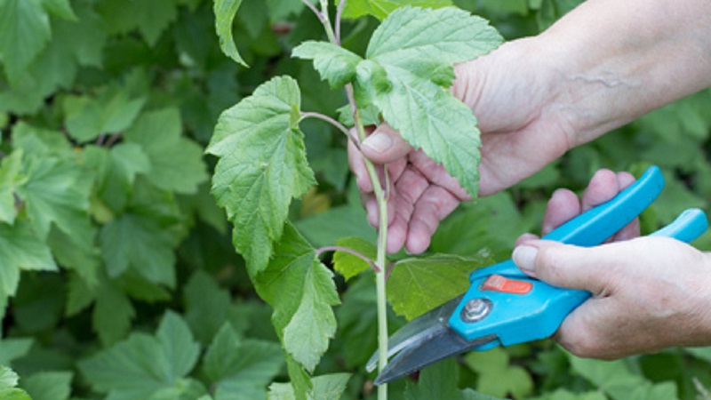 Schritt-für-Schritt-Anleitung zur Vermehrung von Johannisbeerstecklingen im Sommer