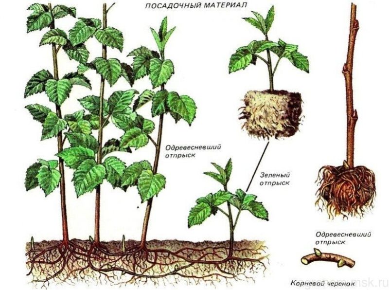 Anleitung zum Züchten von Himbeeren im Sommer durch Stecklinge für Anfängergärtner