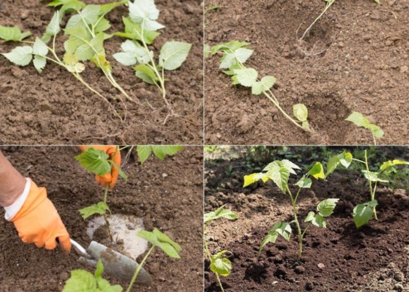 Anleitung zum Züchten von Himbeeren im Sommer durch Stecklinge für Anfängergärtner