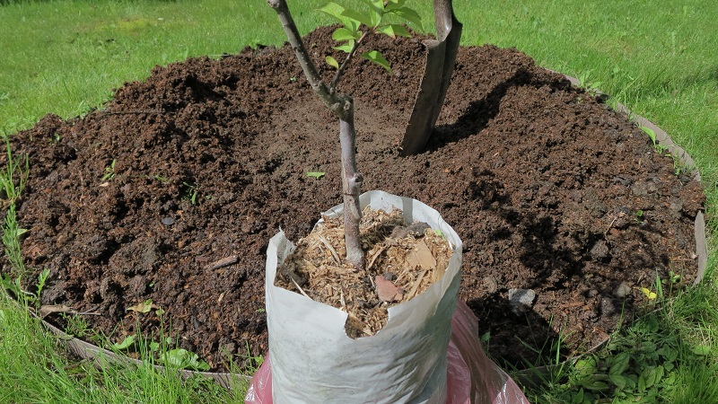 Warum ist die Kirschpflaumensorte July Rose gut und warum lohnt es sich zu wachsen?