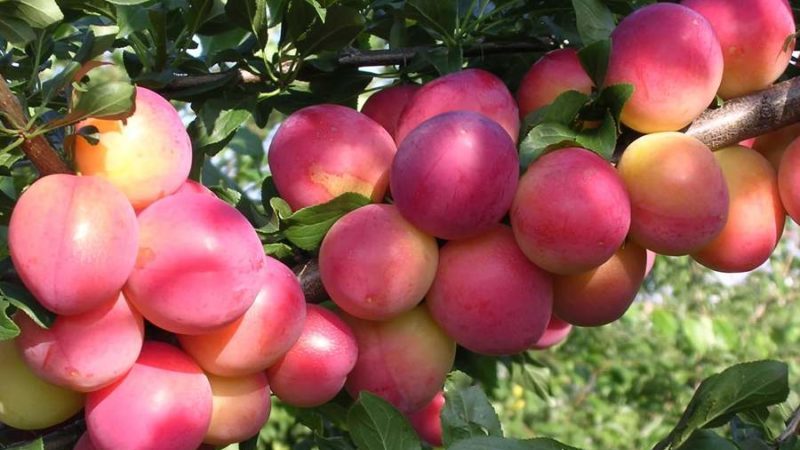 Warum ist die Kirschpflaumensorte July Rose gut und warum lohnt es sich zu wachsen?