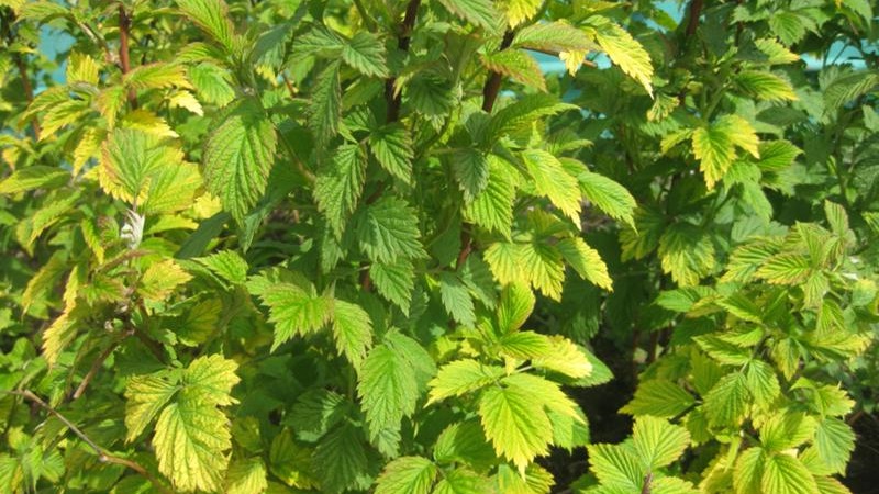 Himbeerblätter färben sich im Sommer gelb: Was tun und warum?