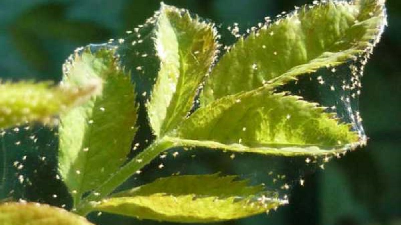 Himbeerblätter färben sich im Sommer gelb: Was tun und warum?