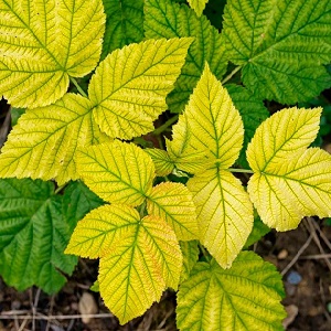 Himbeerblätter färben sich im Sommer gelb: Was tun und warum?