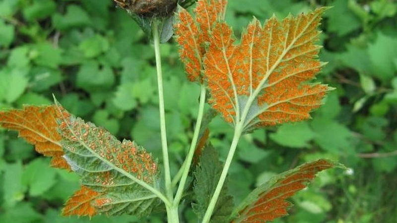 Himbeerblätter färben sich im Sommer gelb: Was tun und warum?