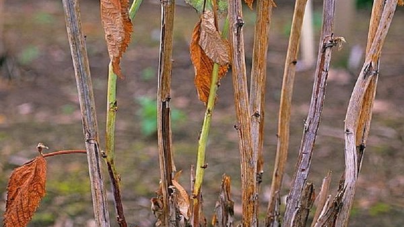 Himbeerblätter färben sich im Sommer gelb: Was tun und warum?