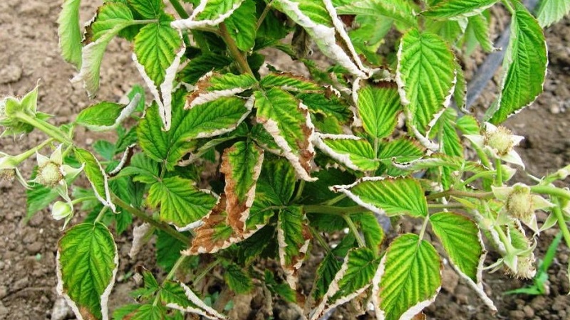 Himbeerblätter färben sich im Sommer gelb: Was tun und warum?