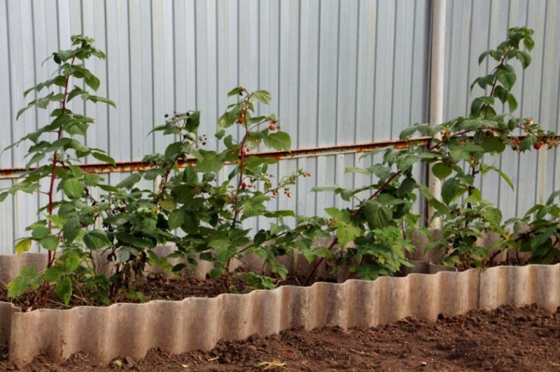 Anleitung zum Züchten von Himbeeren im Sommer durch Stecklinge für Anfängergärtner