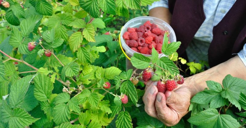 Himbeer-Pflege-Leitfaden nach der Ernte im Juli