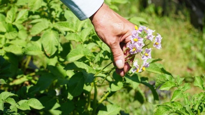 Life Hacks erfahrener Bauern: Warum Blumen aus Kartoffeln pflücken und was gibt es?